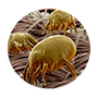 http://st.storeland.ru/12/2151/823/kleshhi.png