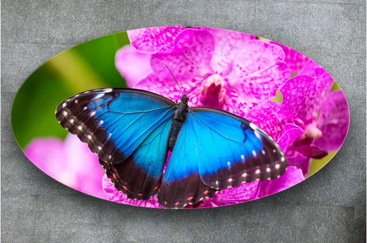 Stickers a Table - Morpho Butterfly |Buy Table Decals in x-decor.comи