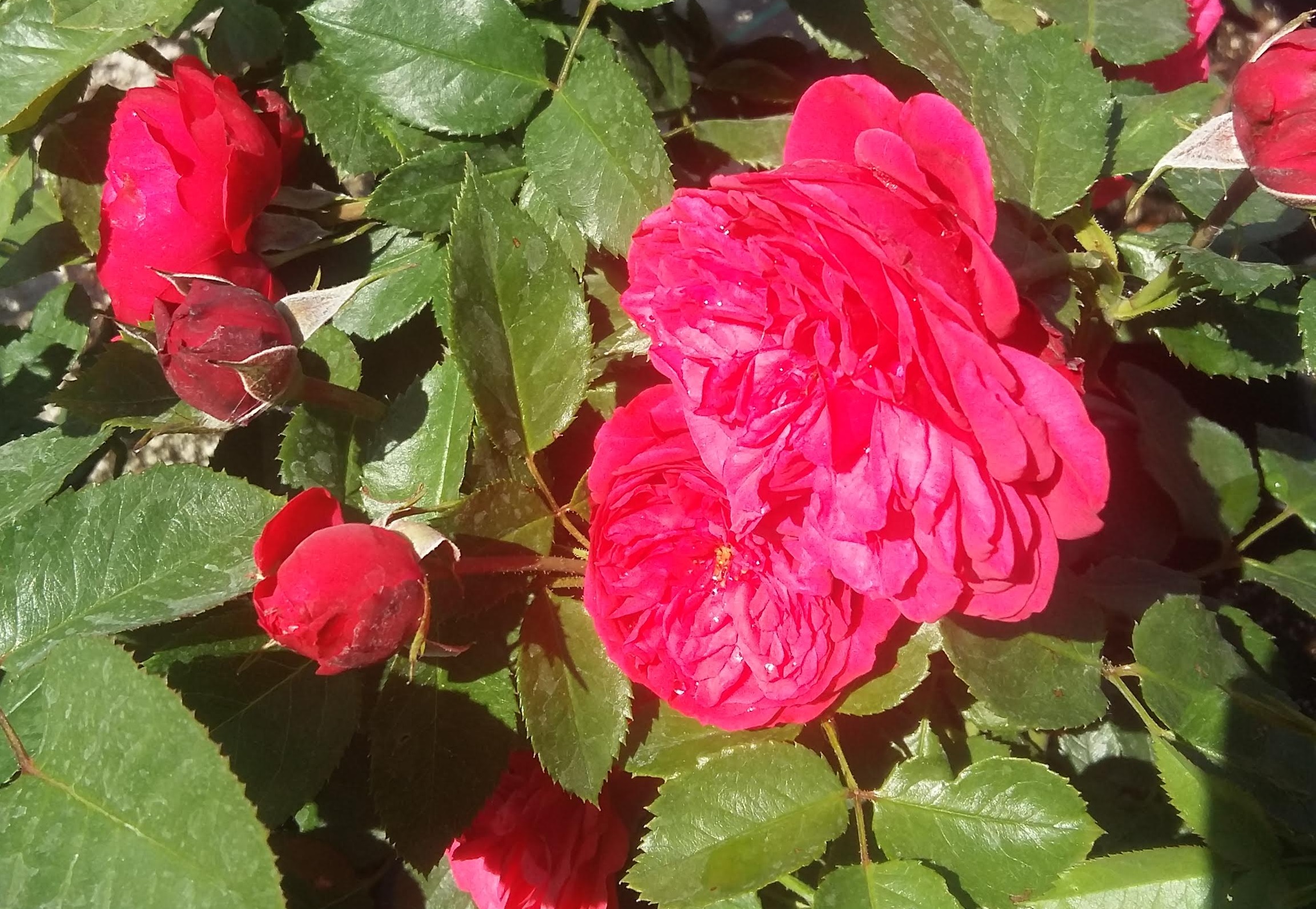 розы парковые саженцы 