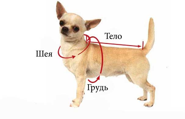 Какой должен быть хвост у чихуахуа фото