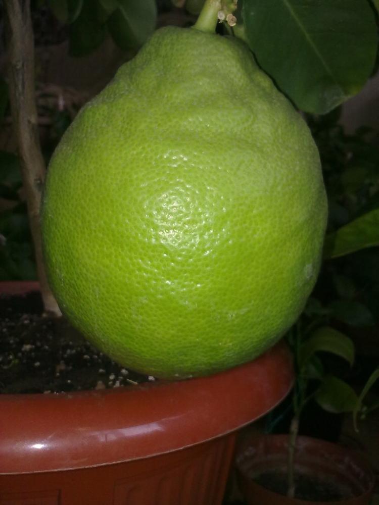 Limon Lipo