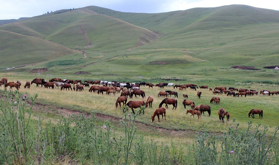 Плато Ассы