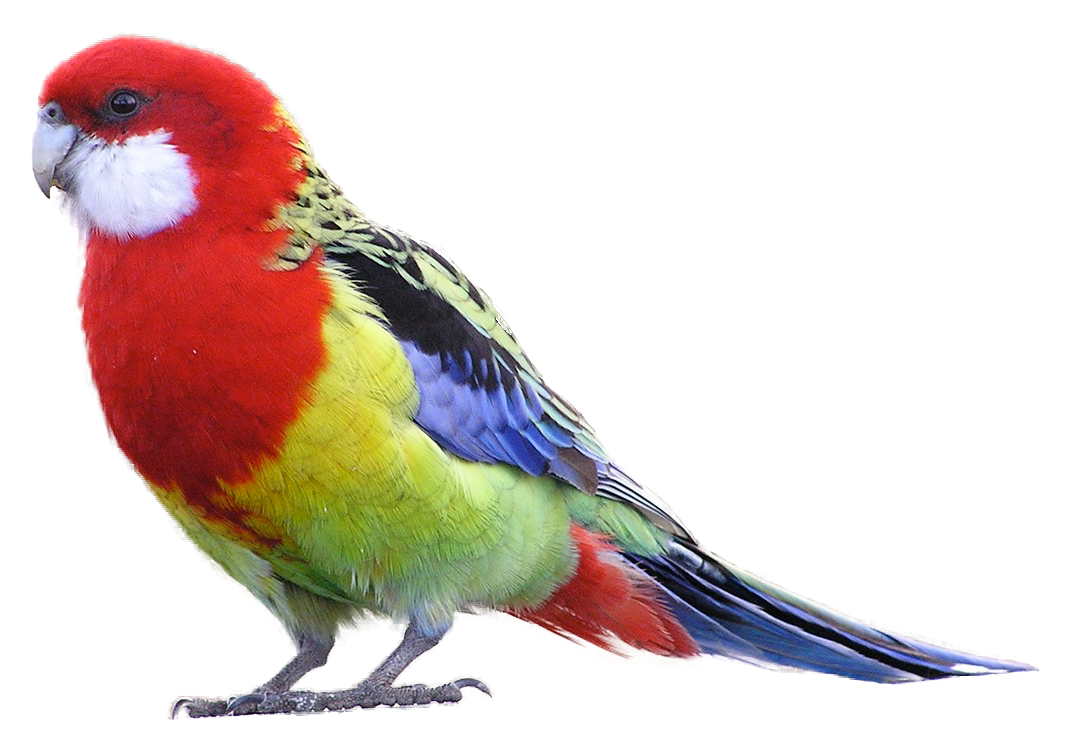 Попугай розелла: уход и содержание в домашних условиях. Цена птицы