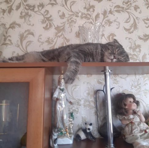 Гостиница для кошек Красногорск